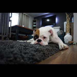 blog post carpet cleaning