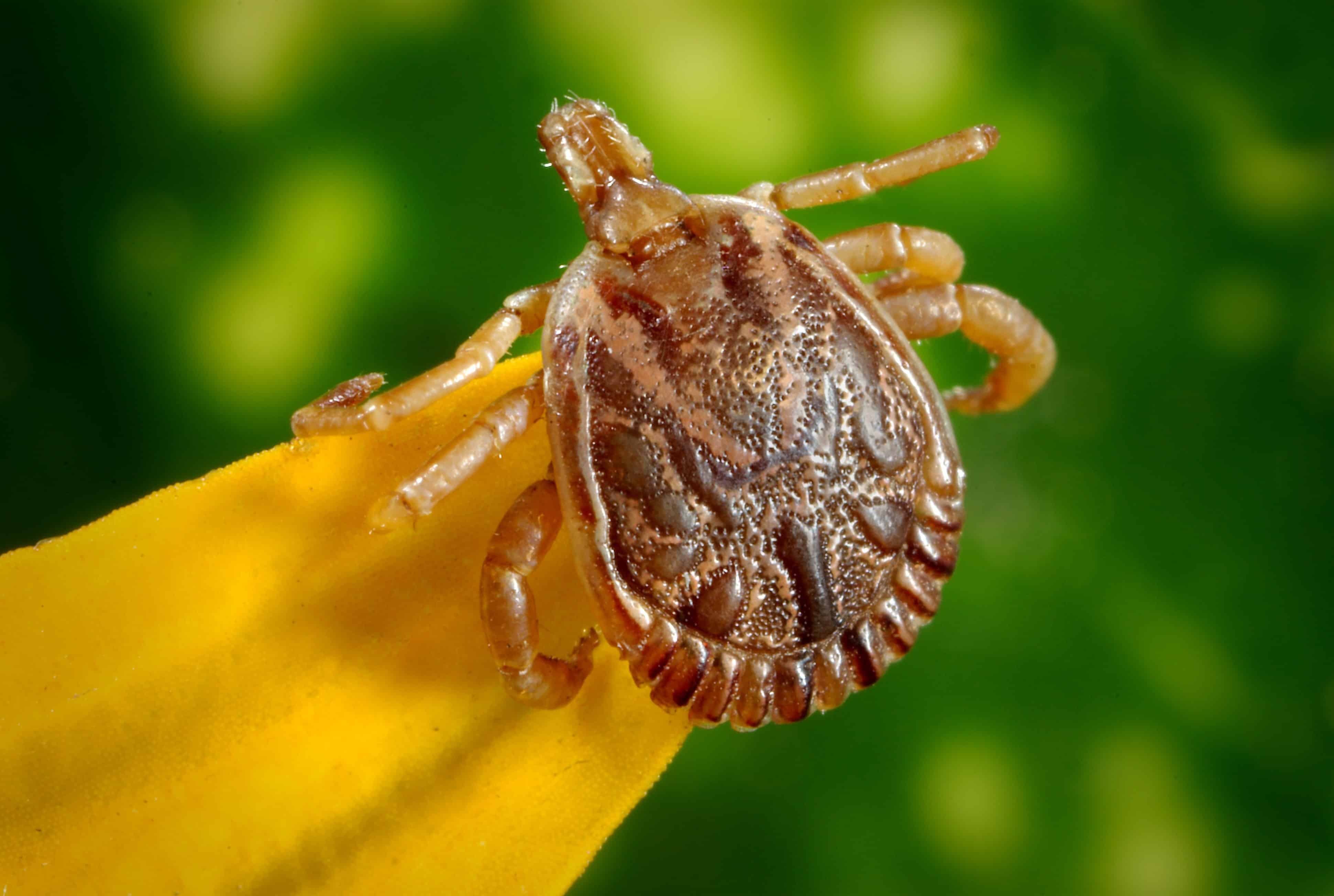 West Michigan ticks in and outside your home.