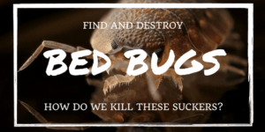 how to get rid of bed bugs.