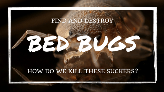 how to get rid of bed bugs.