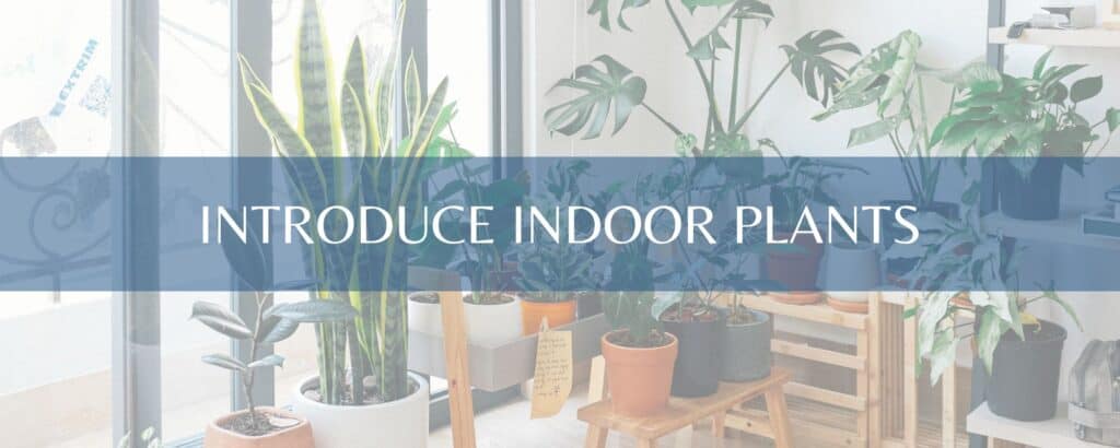Introduce Indoor Plants